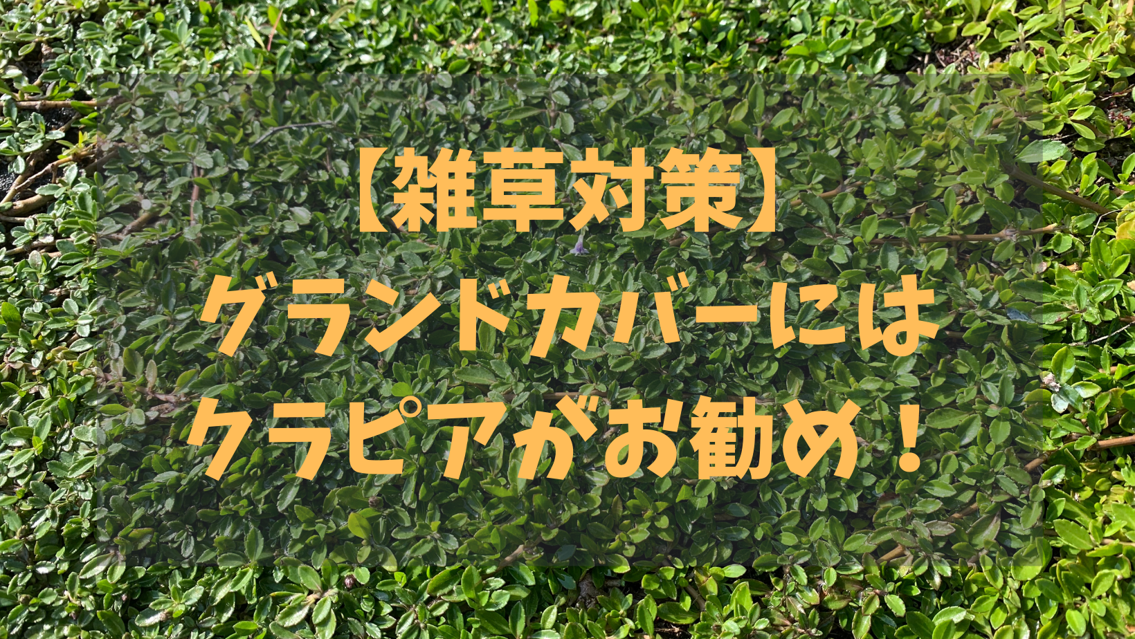 雑草対策の植物は グランドカバーにはクラピアがお勧め ぱっくるブログ